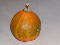 Dýně