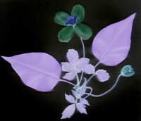 Fotogram v inverzních barvách