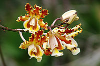 Detail kv�tu orchideje rodu Schomburgkia