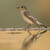 Lejsek šedý - Muscicapa striata