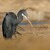 Volavka africká