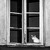 Kočka na okně
