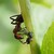 Mravenec obecný opečovává mšice