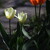 Tulipány v ranním slunci