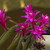 kvetoucí kaktus