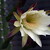 květ kaktusu