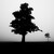Stín stromu v mlze…