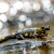 Mlok skvrnitý (Salamandra salama