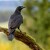 Krkavec velký (Corvus corax)- WL