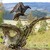 Krkavec velký (Corvus corax) - W
