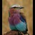 lilac-breasted roller     /   coracias candata