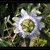 Mučenka belasá - Passiflora caerulea