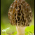 Smrčok kužeľovitý (Morchella conica)