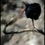 ... ibis skalní ..