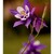 ...AQUILEGIA SP. ´BLUE STAR´