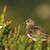 Jespák šedý (Calidris temminckii)