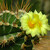 Kaktusove kvety