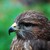 Poštolka obecná (Falco tinnunculus) 1 (64)