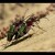 Svižník polní (Cicindela campestris)