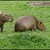 Kapybary