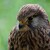 Poštolka obecná (Falco tinnunculus)   (91)