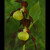 Cypripedium calceolus