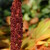 Podzimní plody - Škumpa orobincová