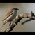 Kroužkovanej vrabec