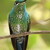 Kolibřík zelenotemenný