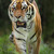 Sumatransky tiger