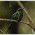 kolibřík safírořitý (Eriocnemis luciani)