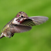 Anna's hummingbird