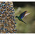 Kolibřík modrokřídlý (Pterophanes cyanopterus)