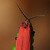 Dlouhoústec červený - Dictyoptera aurora