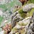 Kamzík vrchovský tatranský (Rupicapra rupicapra tatrica)