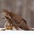 Jestřáb lesní (Accipiter gentilis)