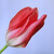 Moj tulipán