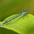 Coenagrion puella / Šidielko obyčajné