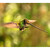 kolibřík mečozobec (Ensifera ensifera)