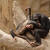Opičí vztahy