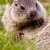 Svišť vrchovský tatranský (Marmota marmota latirostris)