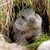 ...v nore... - Svišť vrchovský tatranský (Marmota marmota latirostris)