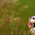 Papuchalk bělobradý - Atlantic Puffin