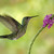 Kolibřík bělokrký (Florisuga mellivora)