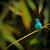 Kolibřík zelený | Panama