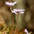 Jaterník podléška (Hepatica nobilis)