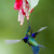 kolibřík zelenotemenný (Thalurania fannyi)