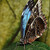Motýli - Fata Morgána 3