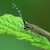 Tesařík úzkoštítý - Agapanthia villosoviridescens