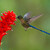 kolibřík tatama (Aglaiocercus coelestis)